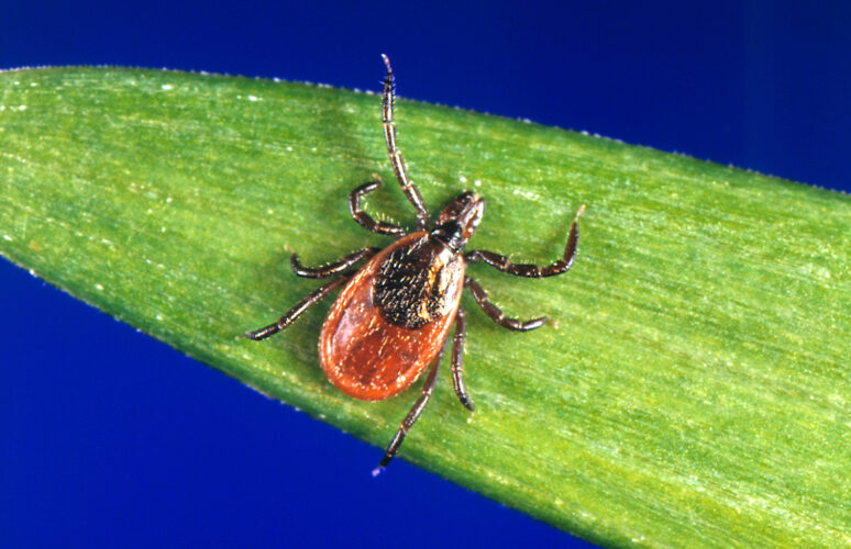 ‘Ticks are out’: ER visits for tick bites are highest since 2017